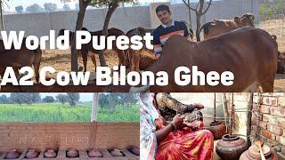 Making A2 Desi Cow Bilona Ghee || Desi Cow Ghee at Nyutam Farm