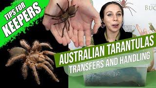 Transferring and Handling Australian tarantulas | Australian Tarantula Keepers Series