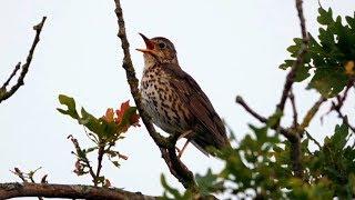 One Hour Relaxing Birdsong: Song Thrush