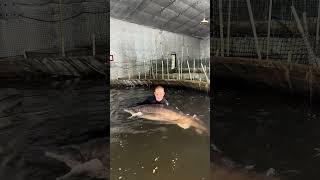 Up Close with a Giant Beluga Sturgeon at Sturgeon Aquafarms  #luxuryfood  #CaviarLove