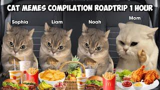 Cat Memes Compilation Roadtrip 1 Hour