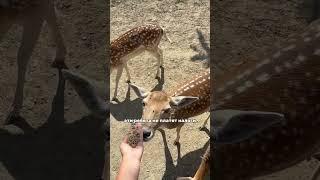 Не платят налоги в Америке и живут легально #амиши #огайо
