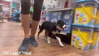 “Ash” 5mo Mini Aussie | Central Florida Dog Training | Daytona Beach Dog Trainers