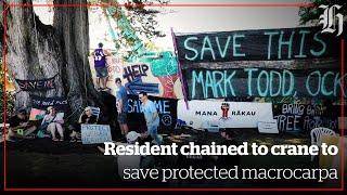 Focus: Resident chained to crane to save protected macrocarpa | nzherald.co.nz