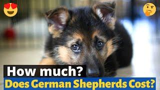 What's the price of a German Shepherd puppy?