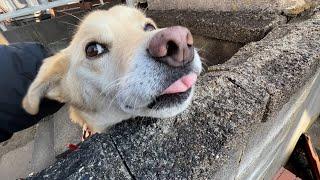 今日も元気な田舎の白い犬と猫たち