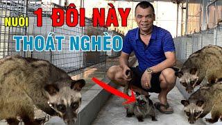 Cầy Hương Và Sự Khác Biệt Dẫn Đến Thành Công |Nuôi Chồn| |Nuôi Chồn Hương| |Cầy Hương|