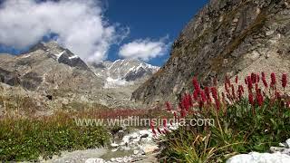 Bistorta flowers and the Jallandhri Garh stream above Harsil: Himalayan autumn in brilliant colours