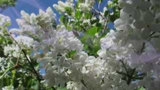 Secret Garden "Adagio" Когда цветет сирень...