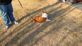 My New Dog