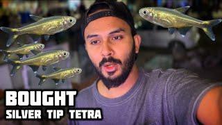 Bought Tiny Silver Tip Tetra For Angelfish Tank - Imran's World