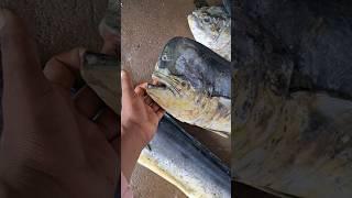 Mahi Mahi fish #mahimahi #fish #fishing #fishingvideo #shorts #shortvideo #short #shortsvideo