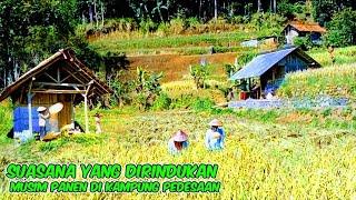 SUNGGUH INDAH SUASANA MUSIM PANEN DI KAMPUNG PELOSOK PEDESAAN BANYAK AKTIVITAS PETANI DI PERSAWAHAN