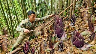 Go to the forest to dig bamboo shoots, meet giant bamboo shoots, bring them back to sell