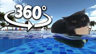 Maxwell The Cat 360° - SWIMMING | VR/360° Experience