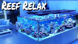 REEF RELAX - chillout music + reef aquarium  + room design - LOFI #aquarium #reeftank #chilout