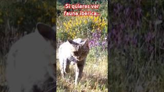 Protejamos al gato montés