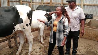 Dairy farming in Kenya:How I feed my cows to get more than 70 litres from 3 cows.