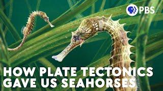 How Plate Tectonics Gave Us Seahorses