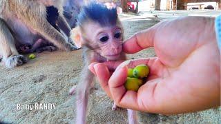 Cute active baby monkey RANDY walks forwards to get food from the cameraman gently