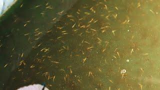 11 days old Japanse Baby Koi | part 10