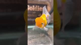 FUN FACT about goldfish