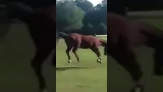 Funny Horse (Farting) #Shorts