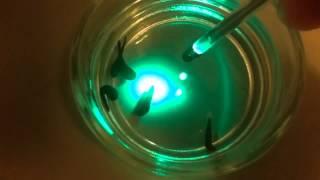 Medicinal leeches (Hirudo) visually detect both green and ultraviolet (UVR) light.