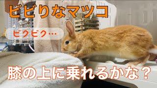 うさぎのマツコがビビりながら膝の上に乗ってくる姿が可愛すぎる