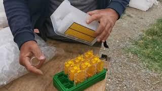 Пчелотовары из Ирана от Гаджиали