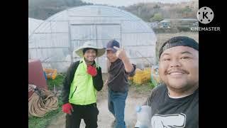 1st day as seasonal worker sa south korea | #seasonal #workers