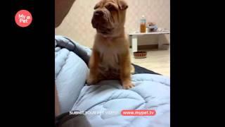 Chinese Shar-pei puppy's howling - So Cute! [My Pet TV]