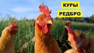 Разведение кур породы Редбро как бизнес идея | Куры Редбро