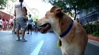 Sausage Loukanikos aka Luke, the riot dog of Greece Athen