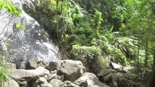 La Coca Falls in El Yunque National Forest Puerto Rico