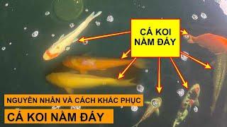 Nguyên Nhân và Cách Khắc Phục Cá Koi Nằm Đáy, Lờ Đờ, Khép vây bơi #cakoi #koi #hocakoi