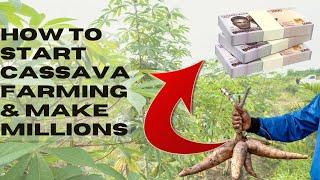 How To Start Cassava Farming in Nigeria in 2024 and Make Millions