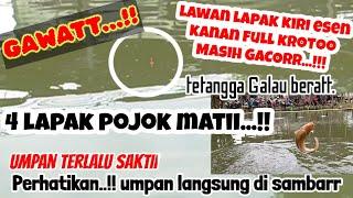 AKIBAT...!!Umpan ikan mas terlalu SAKTII...!!4LAPAK POJOK ZONK...Umpan GAK ADA LAWANN...!!!