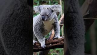 One day as a Koala #animals #wildlife #koala #epic