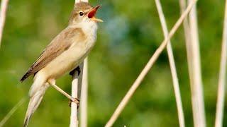 Marsh warbler (Acrocephalus palustris) imitating other birds