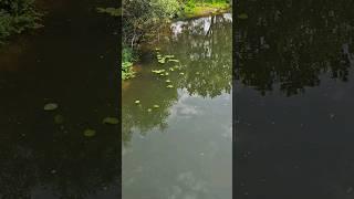 cztery szczupaki w grążelach, widok z góry, four pike underwater in the water lilies #pike #szczupak