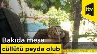 Bakıda meşə cüllütü peyda olub