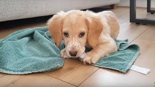 Puppy plays with ice cube for the first time