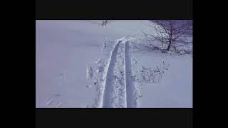 за дровами на лыжах