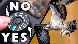 Advanced Wildlife & Bird Photography: SHARPEST PHOTOS!!