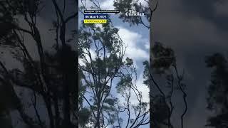 Footage shows koala in tree during heavy winds during Tropical Cyclone Alfred