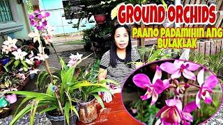 Ground Orchids Paano Padamihin ang Bulaklak