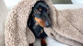 Family Diary- Coco Mini Dachshund is a little nauseous.