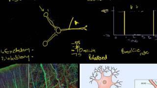 13 Basic Neural Circuits