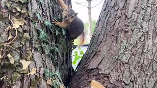 NaptownTuner feeds the front yard squirrel